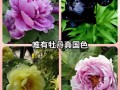 为什么牡丹不能随便抽，为什么抽牡丹的人不简单