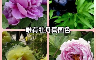 为什么牡丹不能随便抽，为什么抽牡丹的人不简单