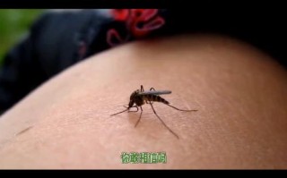 世界上哪个国家没有蚊子，世界上哪个地区没有蚊子？