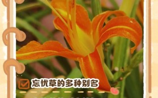 忘忧草日本社区大豆行情？忘忧草本地视频？