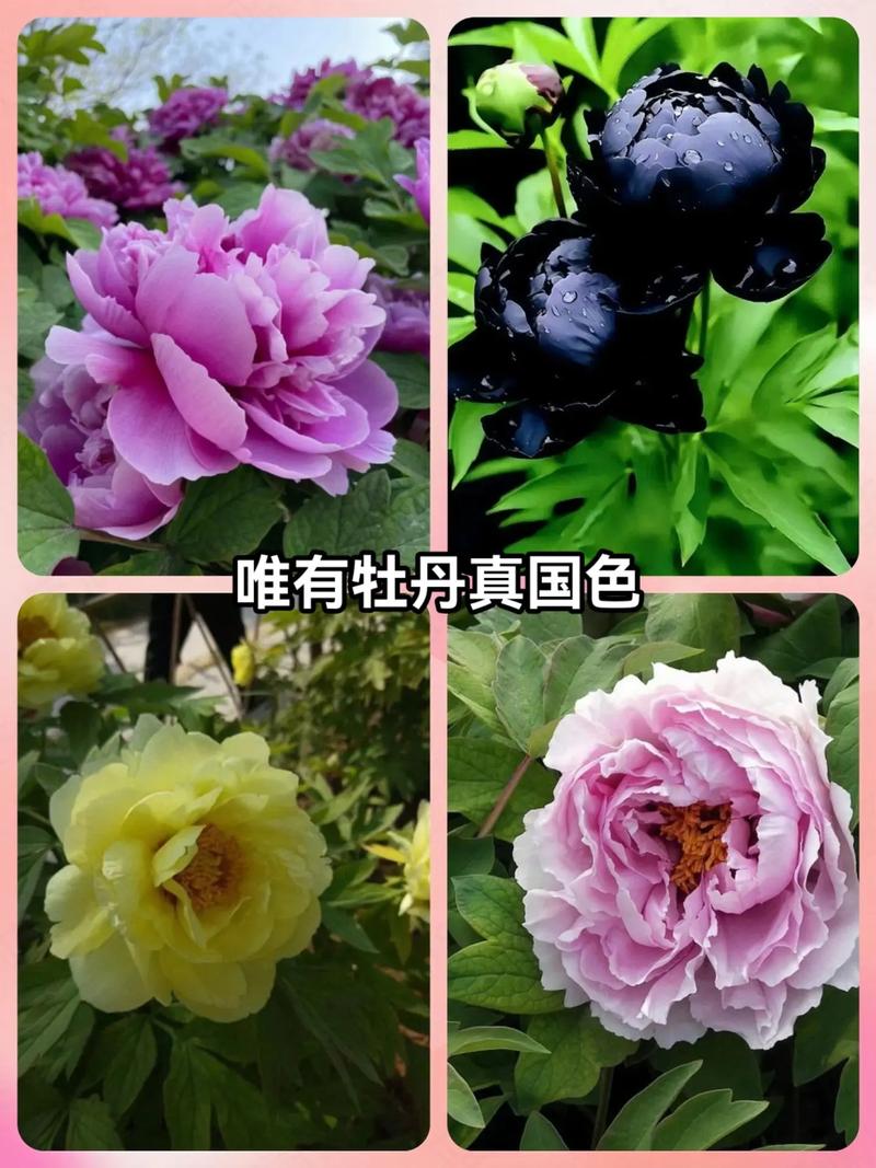 为什么牡丹不能随便抽,为什么抽牡丹的人不简单-第1张图片-博通理财 为什么牡丹不能随便抽,为什么抽牡丹的人不简单-第1张图片-博通理财