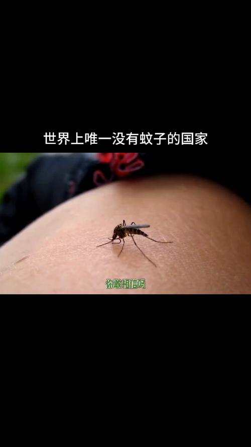 世界上哪个国家没有蚊子,世界上哪个地区没有蚊子?-第1张图片-博通理财 世界上哪个国家没有蚊子,世界上哪个地区没有蚊子?-第1张图片-博通理财